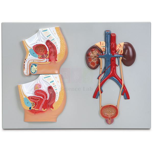 Human Male and Female Urogenital Systems Model